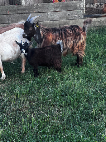 Female and male Pygmy kids ready to leave 
