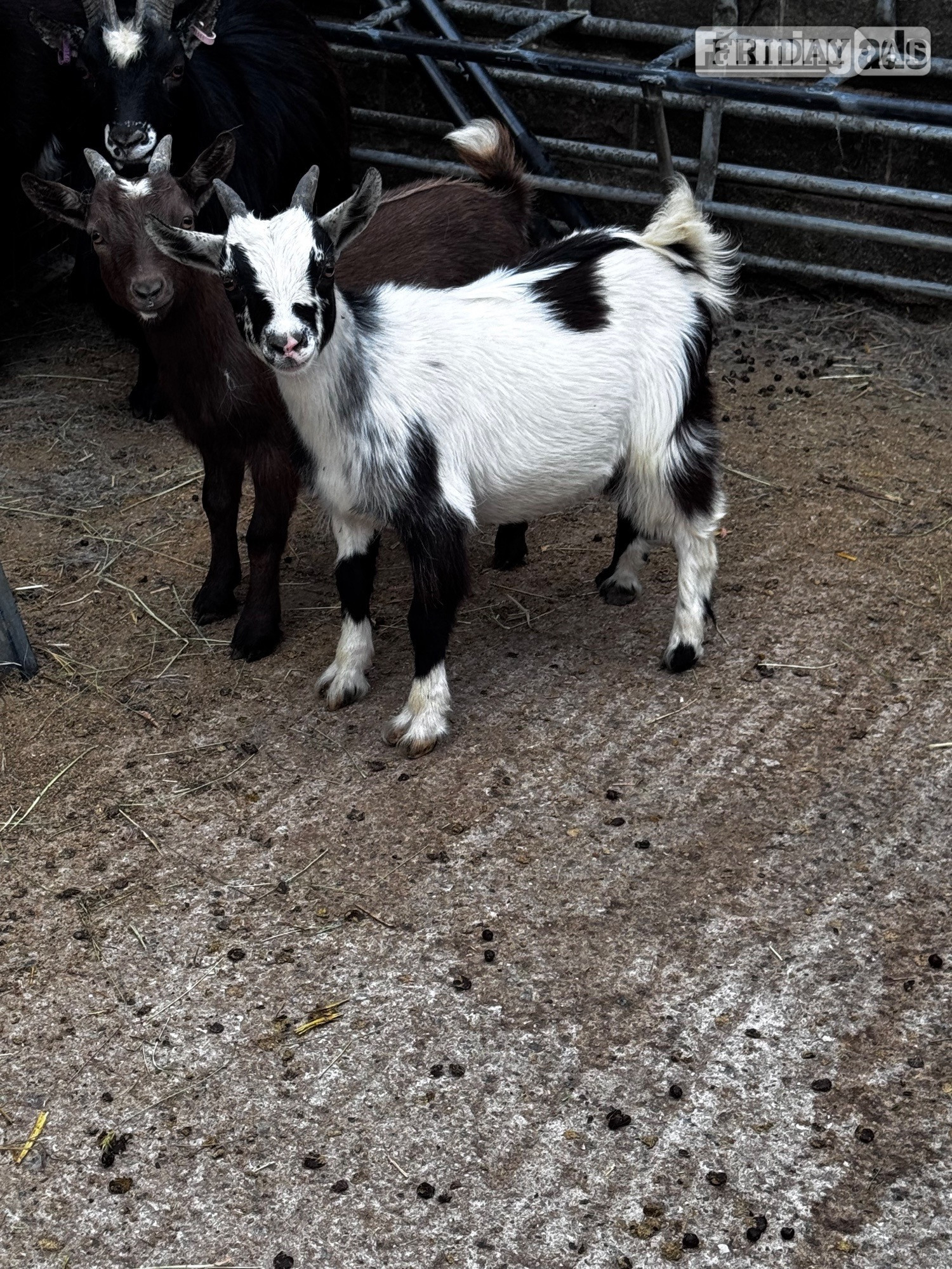 Pilsley Female and male Pygmy kids ready to leave 