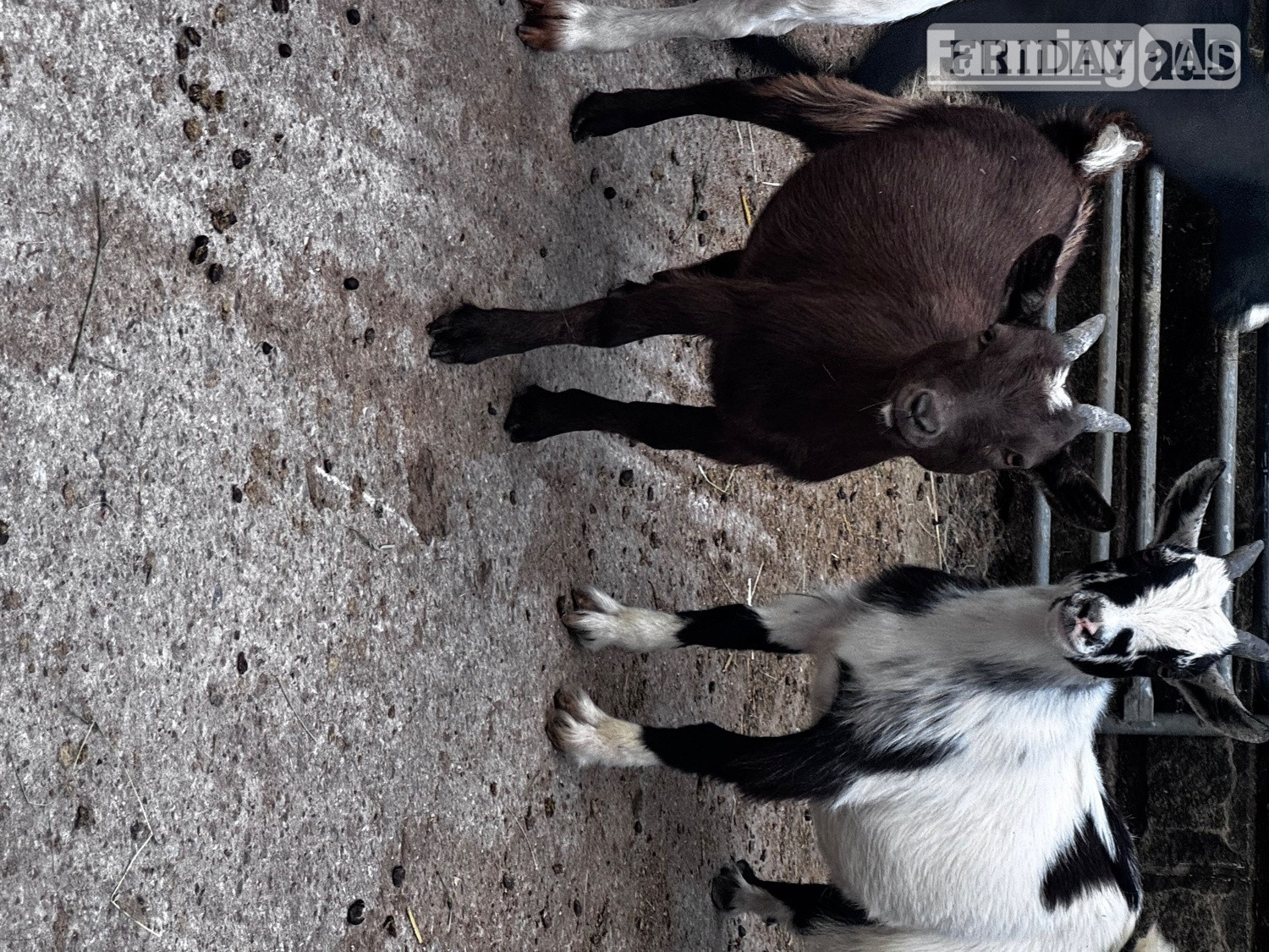 Female and male Pygmy kids ready to leave  - Livestock in Pilsley
