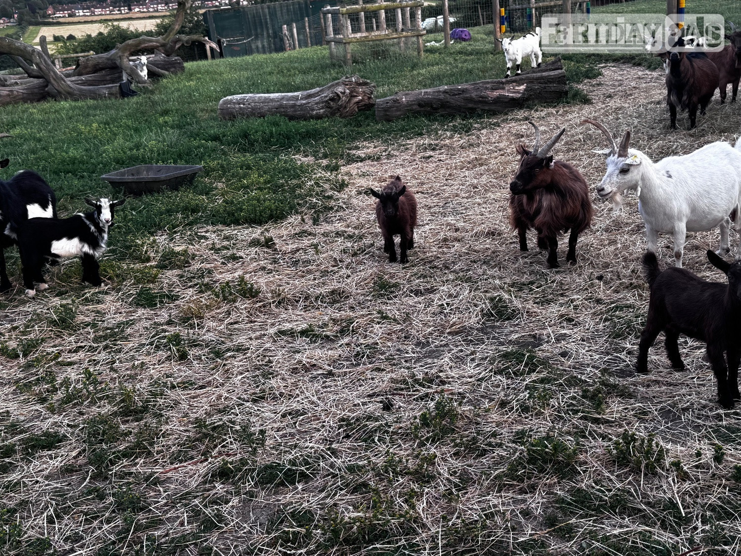 Female and male Pygmy kids ready to leave  - Livestock