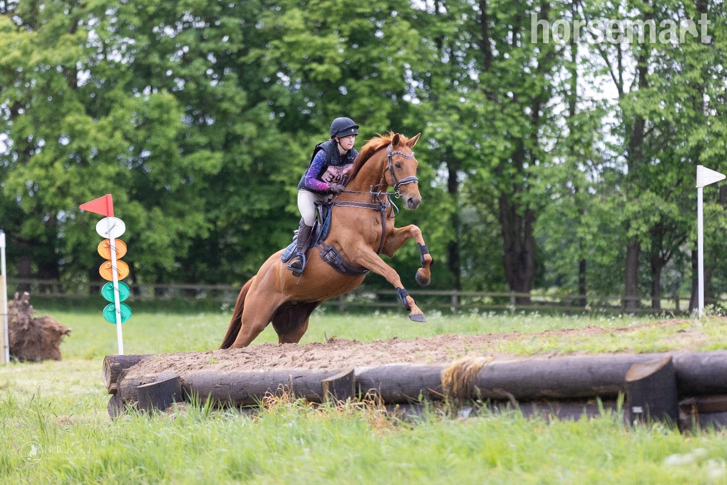 "Harry" Chestnut Gelding All Rounder