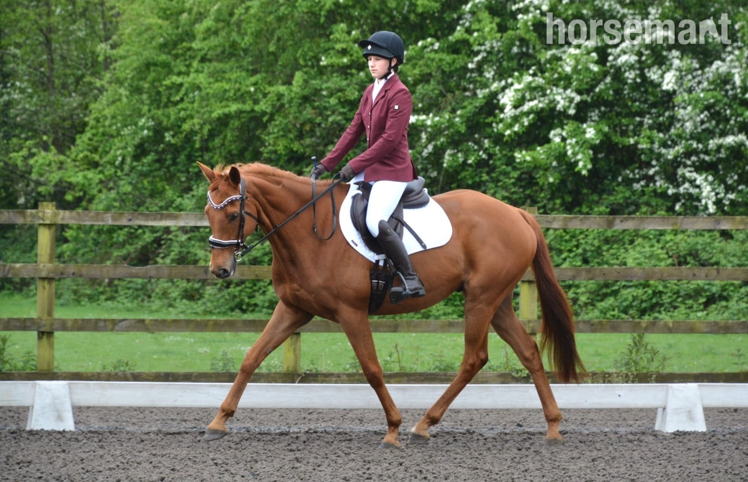 Wakefield "Harry" Chestnut Gelding All Rounder