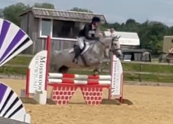 "Lilly " Grey Mare Project Horse