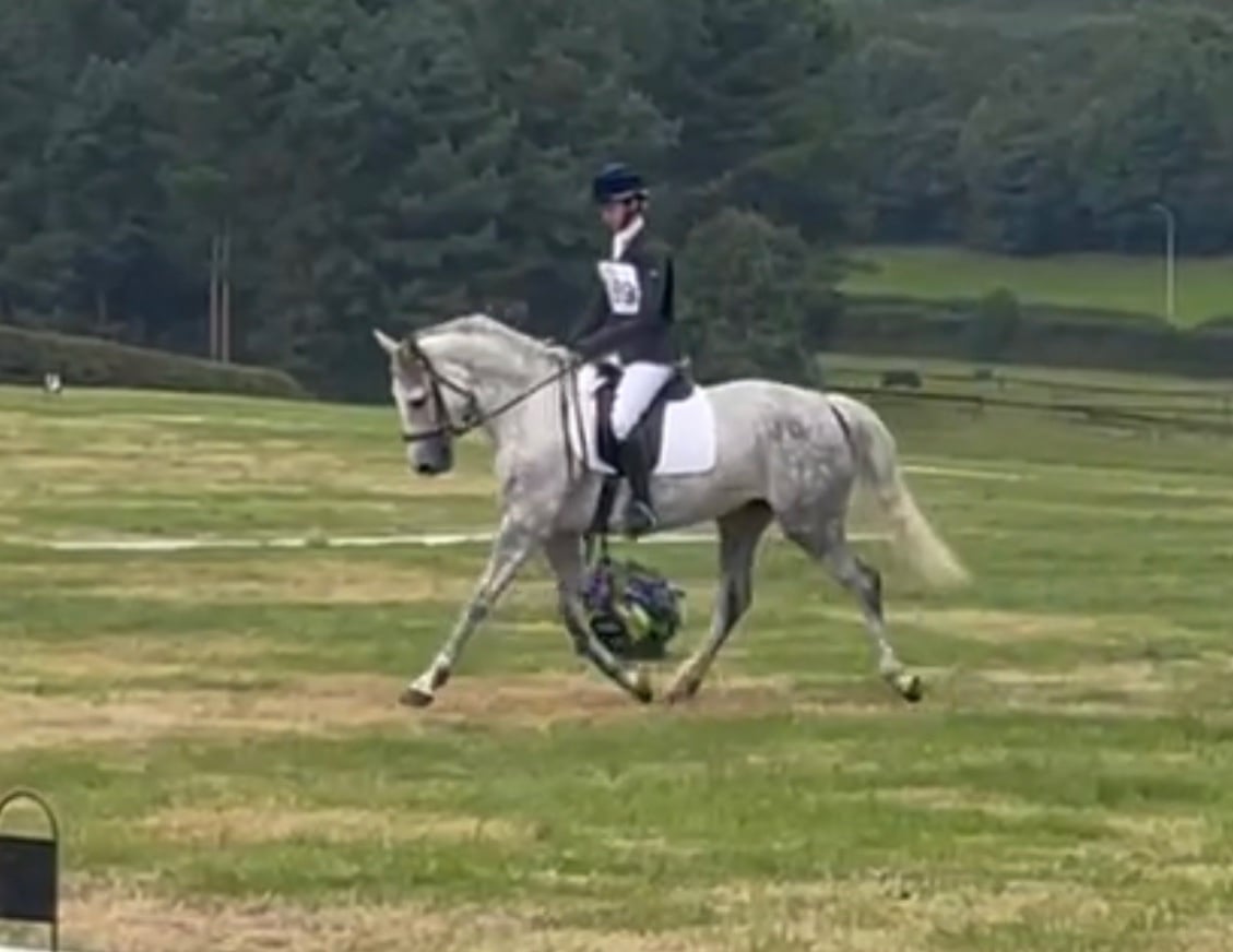 "Lilly " Grey Mare Project Horse