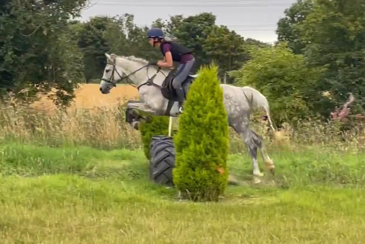 Pontefract "Lilly " Grey Mare Project Horse