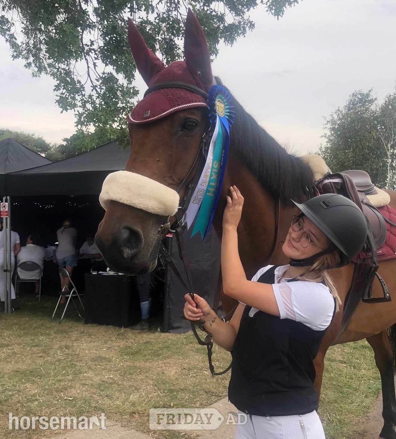 "Adventure bay" Bay Gelding Show Jumper in Walsall