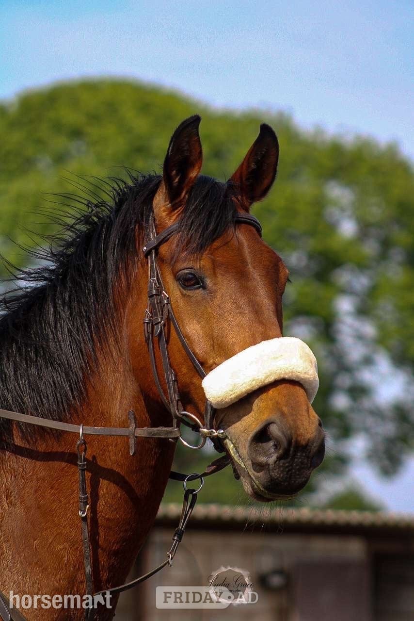 Walsall "Adventure bay" Bay Gelding Show Jumper