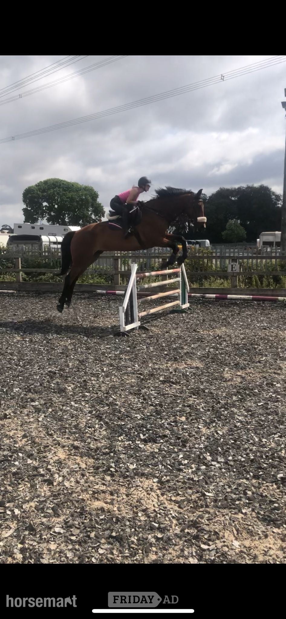 "Adventure bay" Bay Gelding Show Jumper