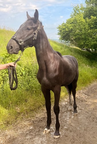 "Valentina Velvet" Black Filly Young Sport Horse