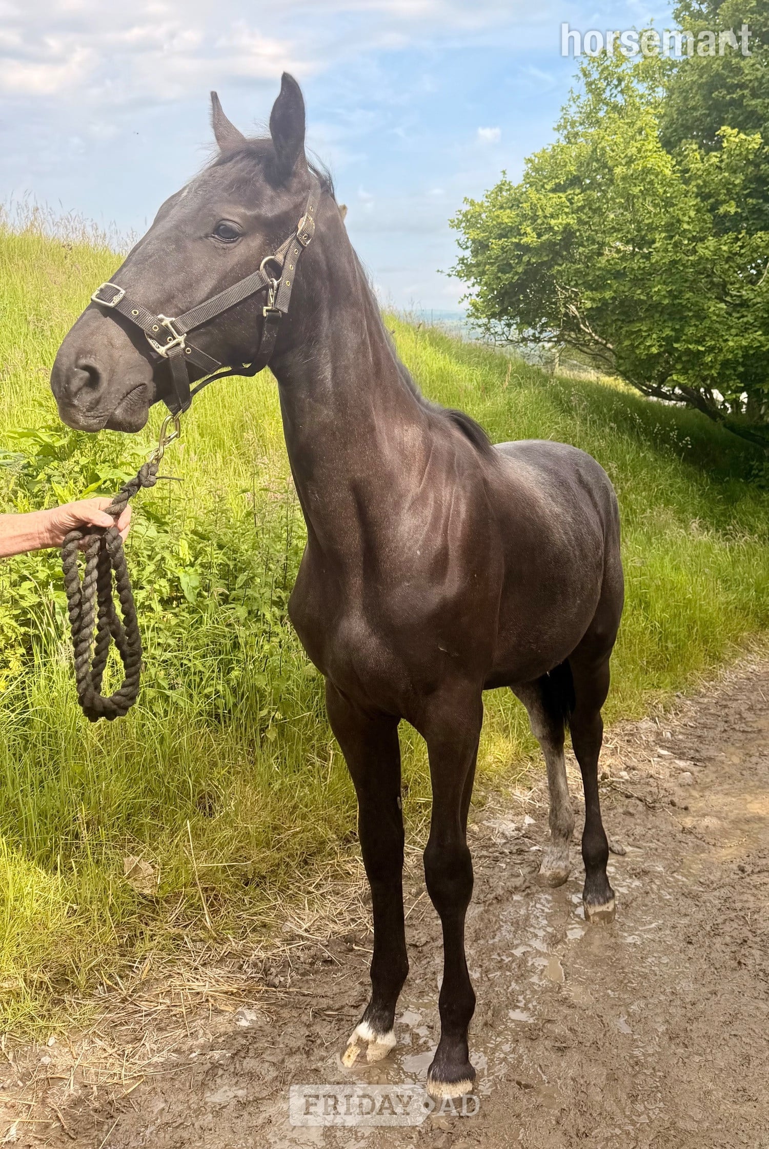 "Valentina Velvet" Black Filly Young Sport Horse in Carno