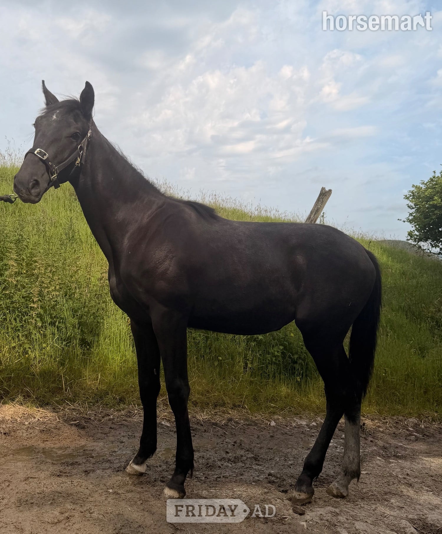 "Valentina Velvet" Black Filly Young Sport Horse
