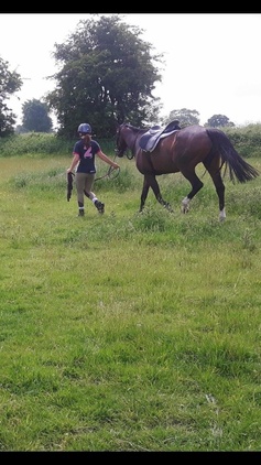 Ex racer companion or project full loan - Horses