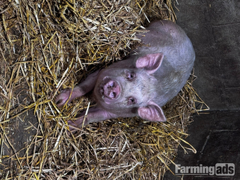 READY TO LEAVE!  We have 5 beautiful Juliana piglets 