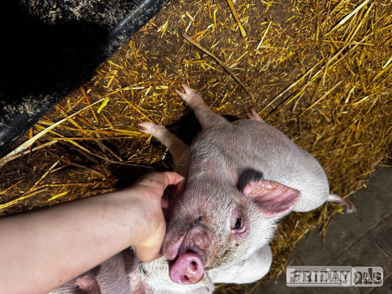 READY TO LEAVE!  We have 5 beautiful Juliana piglets 