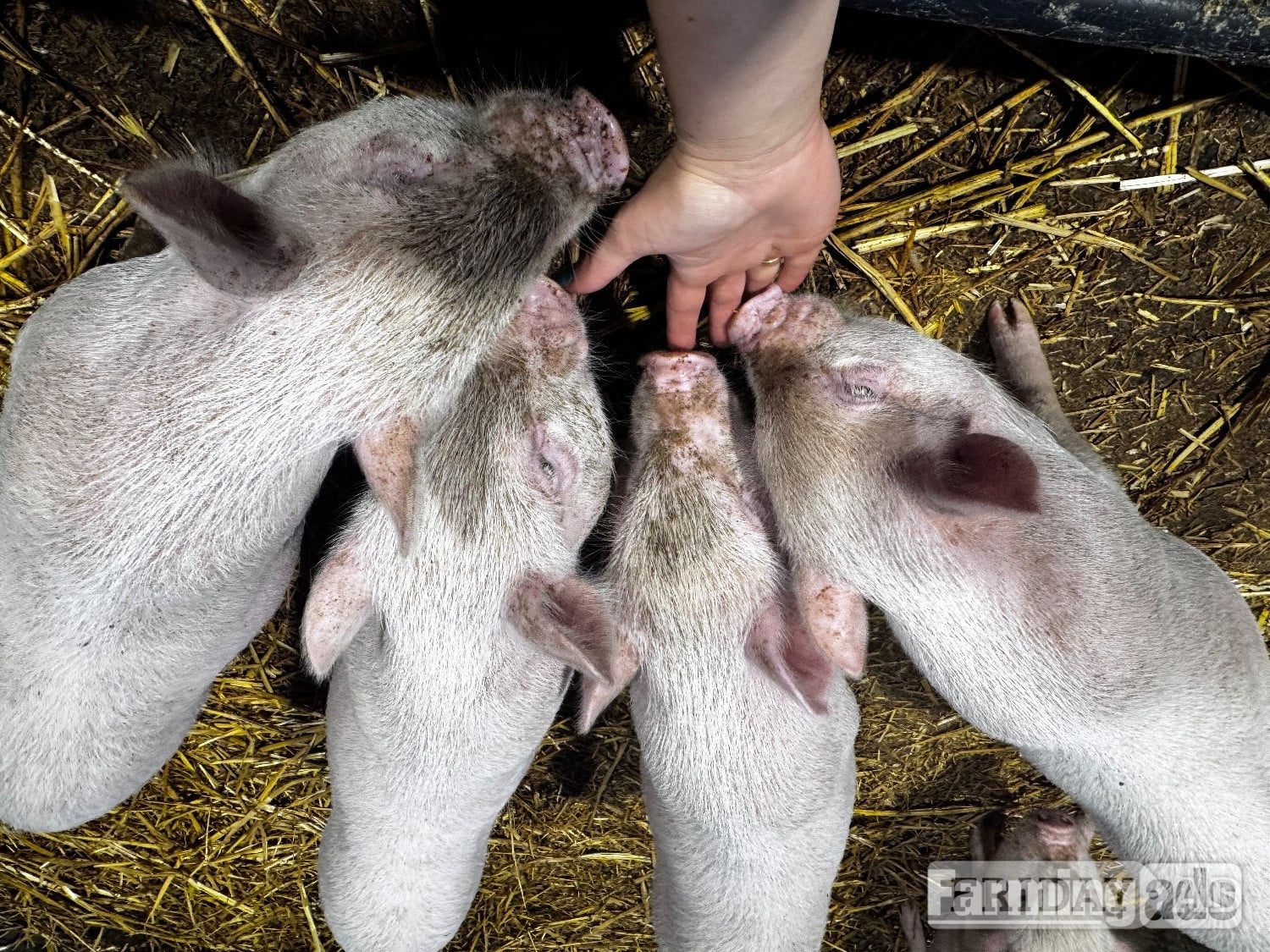 Pilsley READY TO LEAVE!  We have 5 beautiful Juliana piglets 
