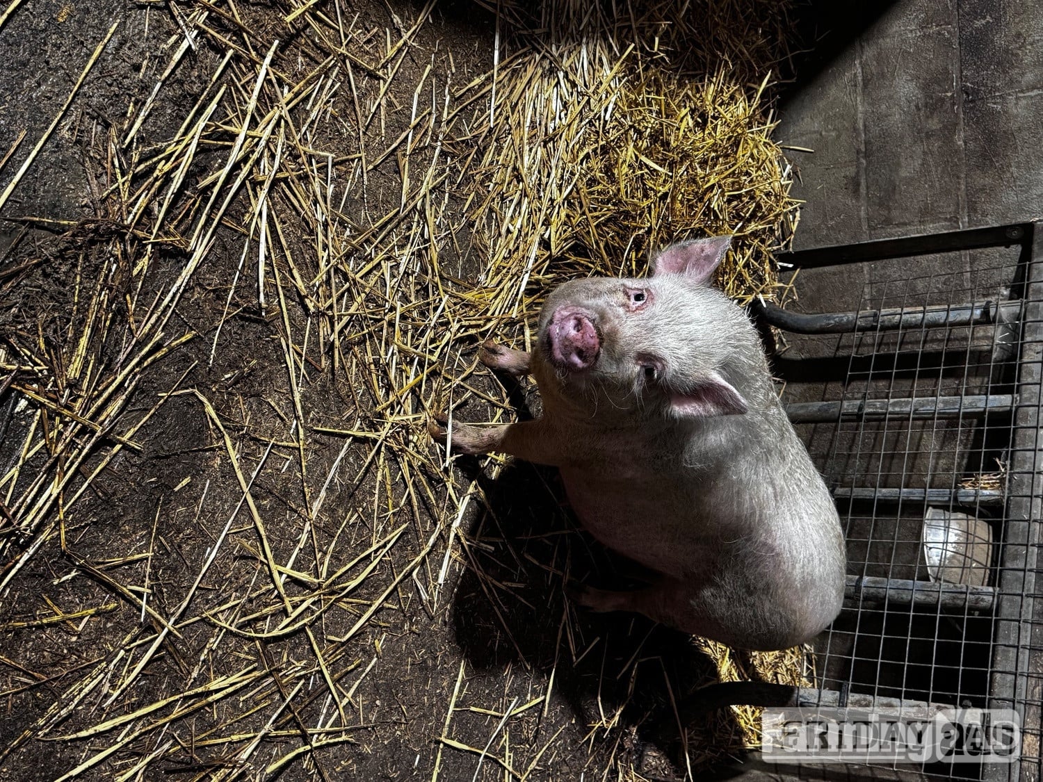 READY TO LEAVE!  We have 5 beautiful Juliana piglets  - Livestock in Pilsley
