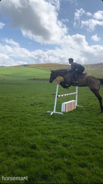 "Buddy" Bay Gelding All Rounder