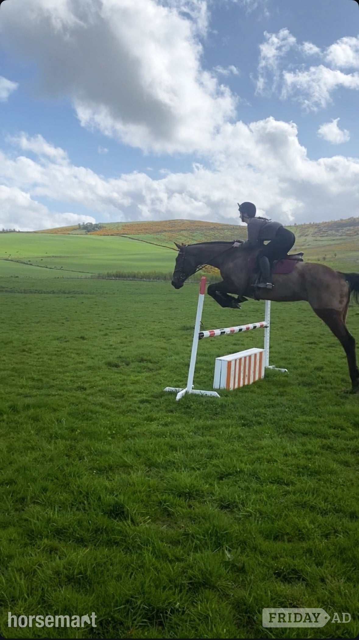 "Buddy" Bay Gelding All Rounder in Huntly