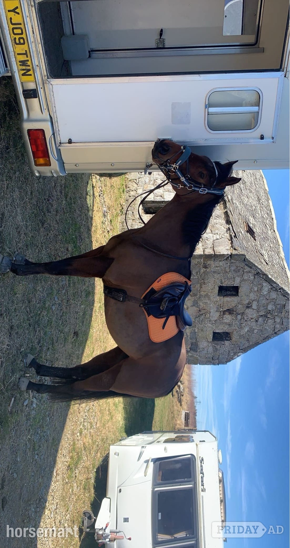 "Buddy" Bay Gelding All Rounder