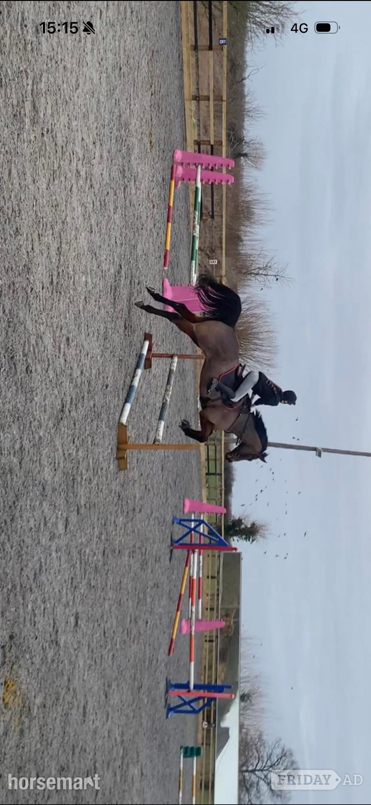 Huntly "Buddy" Bay Gelding All Rounder