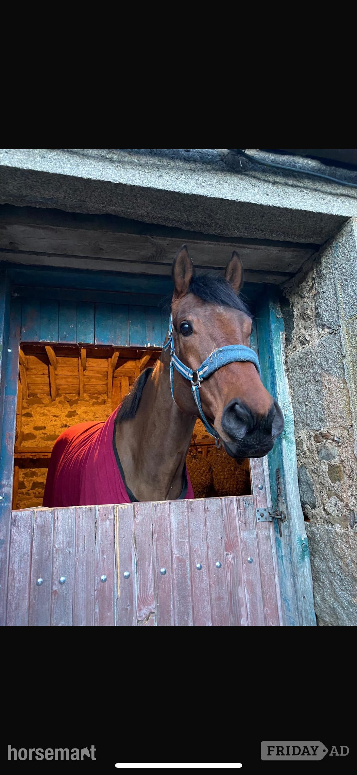 "Buddy" Bay Gelding All Rounder - Horses in Huntly
