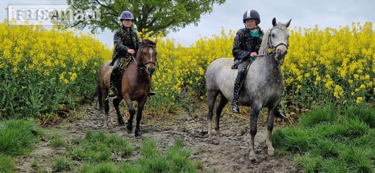 "Rusty" Bay Gelding Lead Rein/First Ridden Pony - Horses