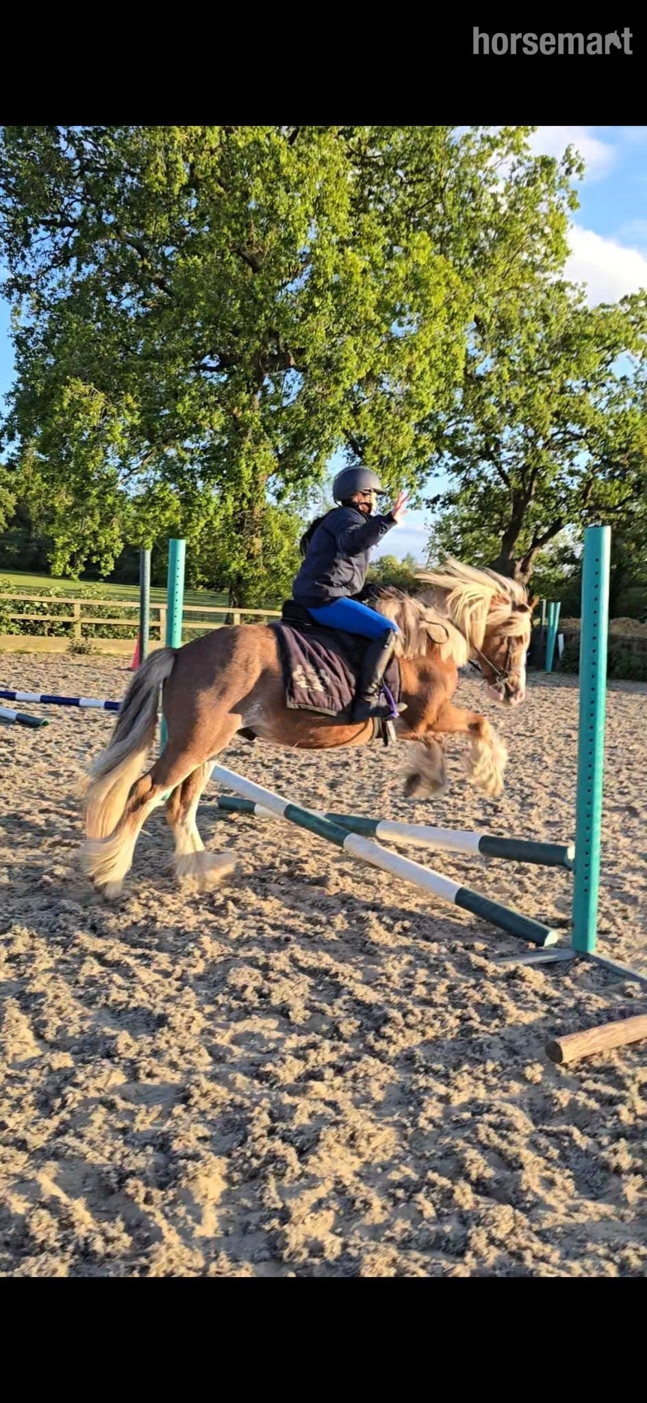 "Buddy ( Smiths Freddie)" Chestnut Roan Gelding Project Horse in Epping