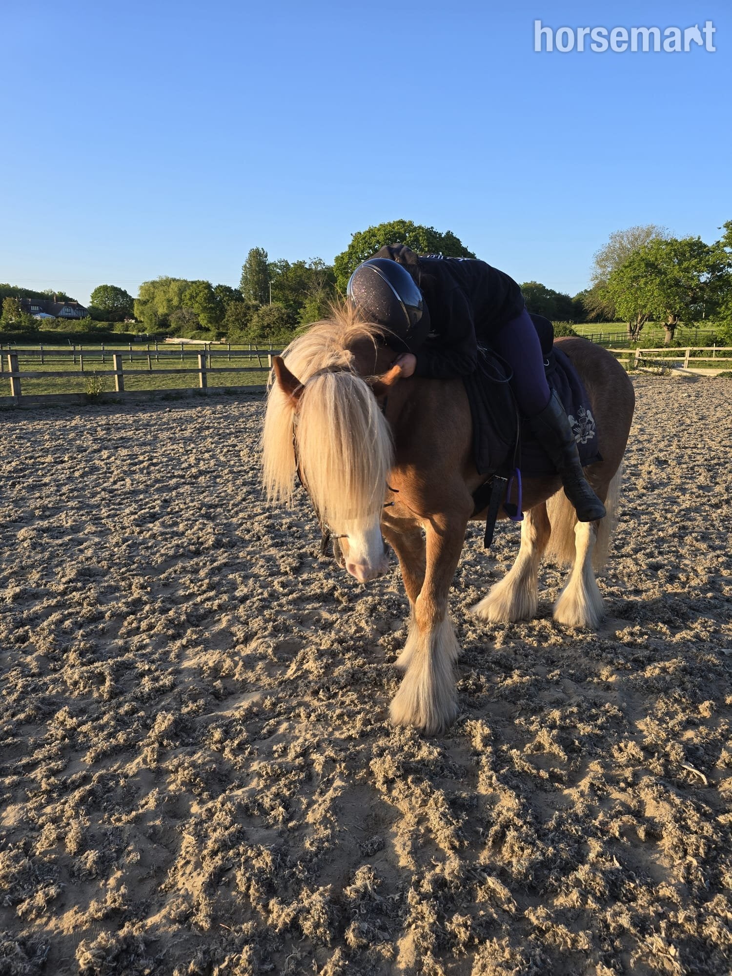 Epping "Buddy ( Smiths Freddie)" Chestnut Roan Gelding Project Horse