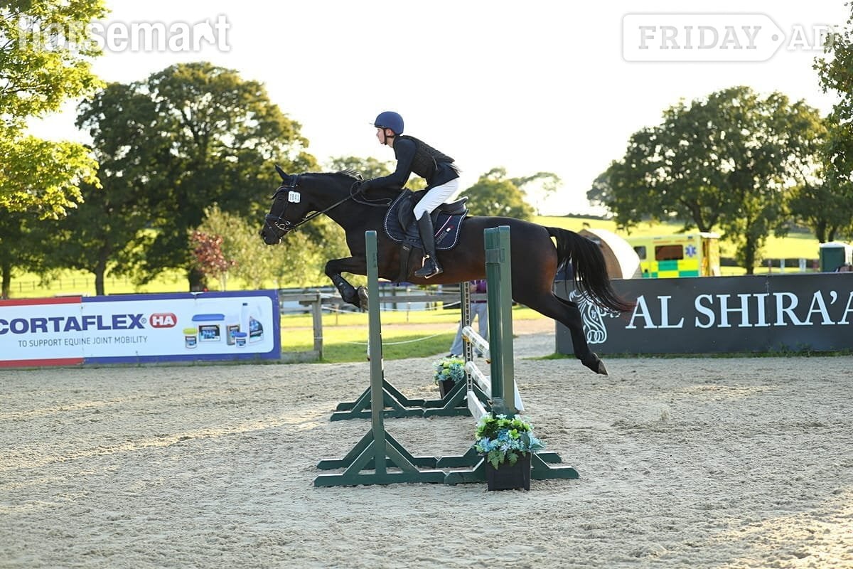 "Nancy" Bay Mare Show Jumper - Horses