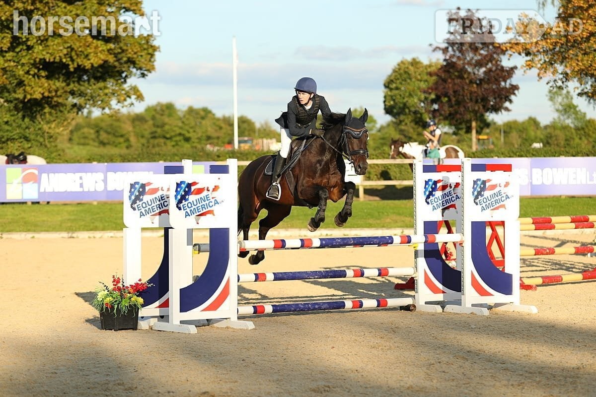 Woodbridge "Nancy" Bay Mare Show Jumper