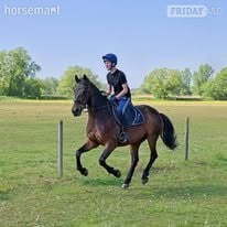 "Nancy" Bay Mare Show Jumper