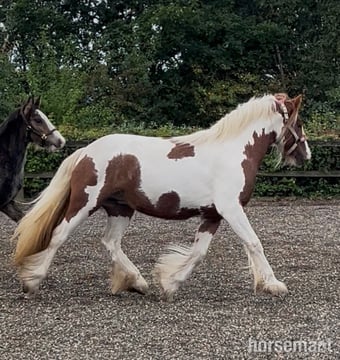 "Gingerbread" Tobiano Filly Cob/Heavy Horse