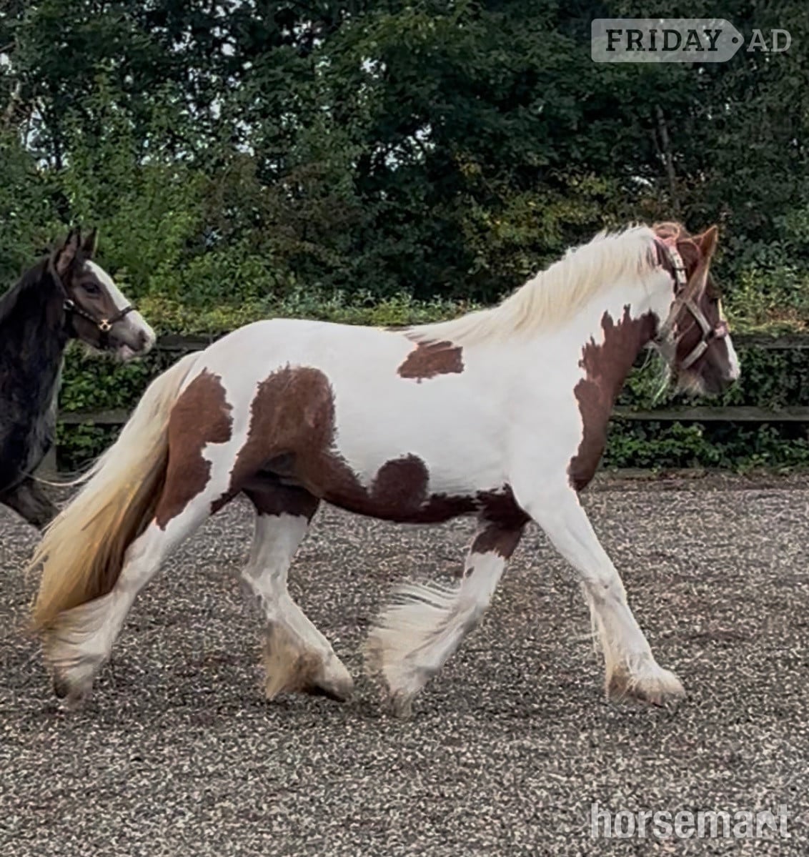 "Gingerbread" Tobiano Filly Cob/Heavy Horse in Emley Moor