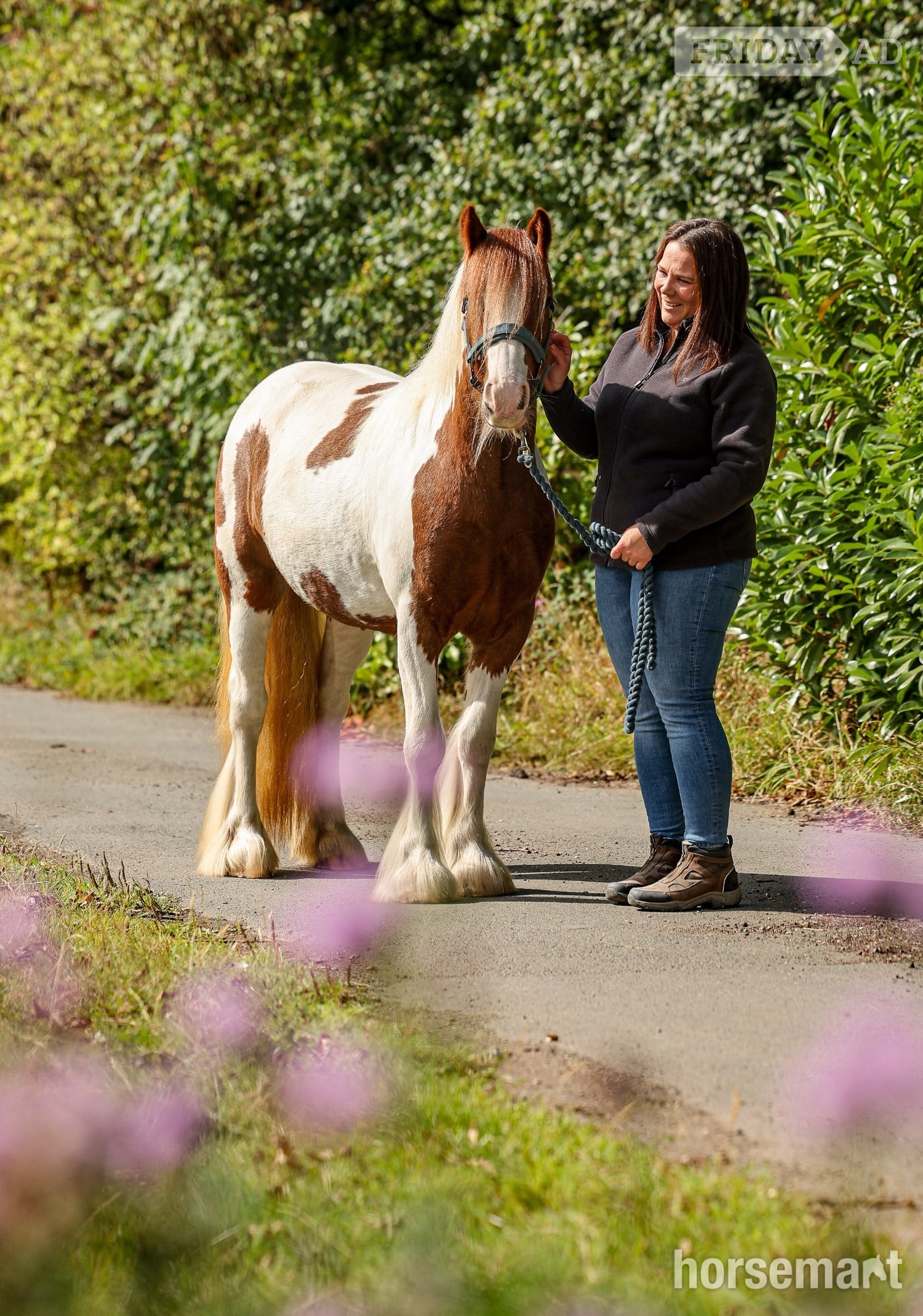 "Gingerbread" Tobiano Filly Cob/Heavy Horse
