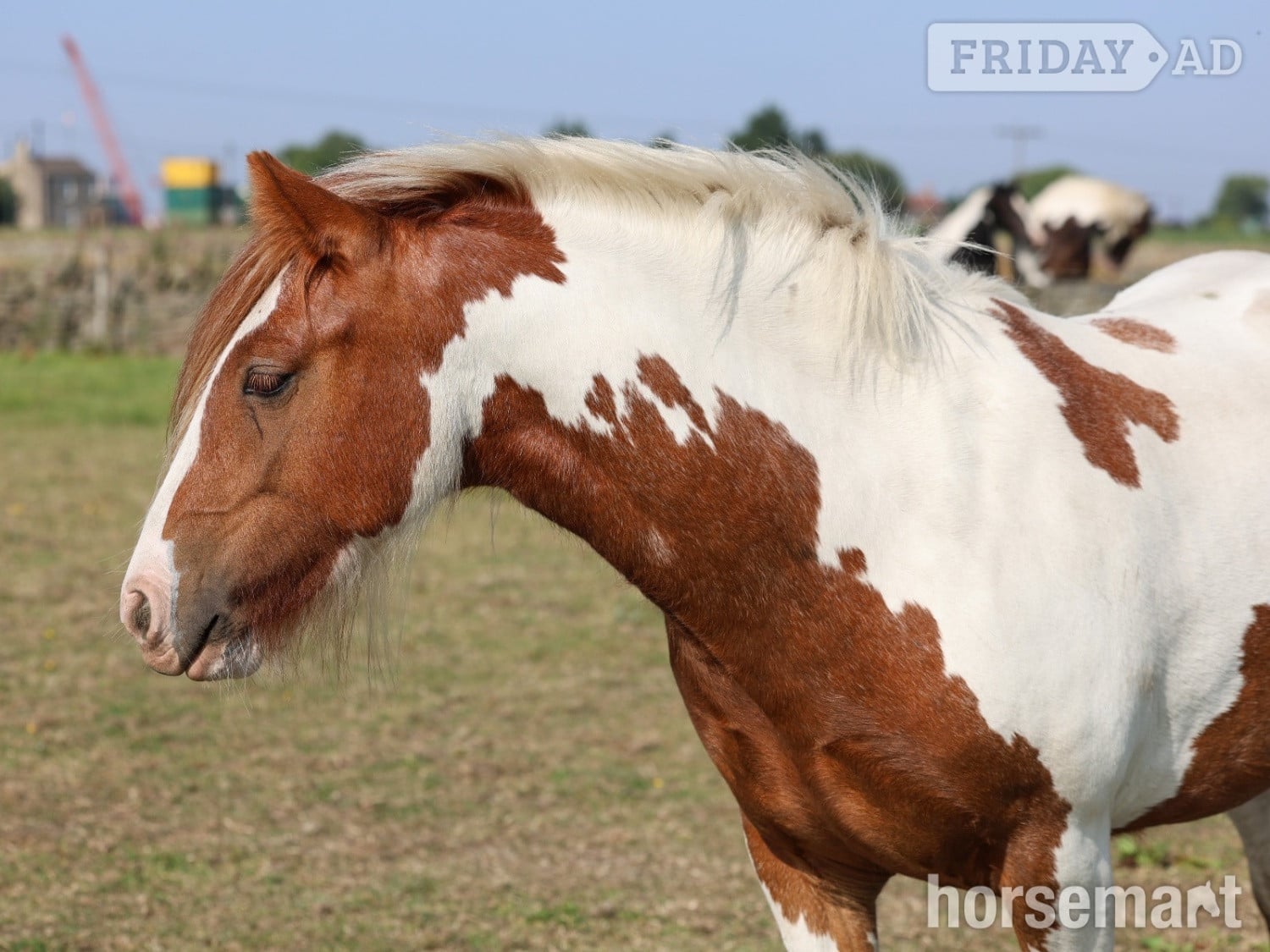Emley Moor "Gingerbread" Tobiano Filly Cob/Heavy Horse