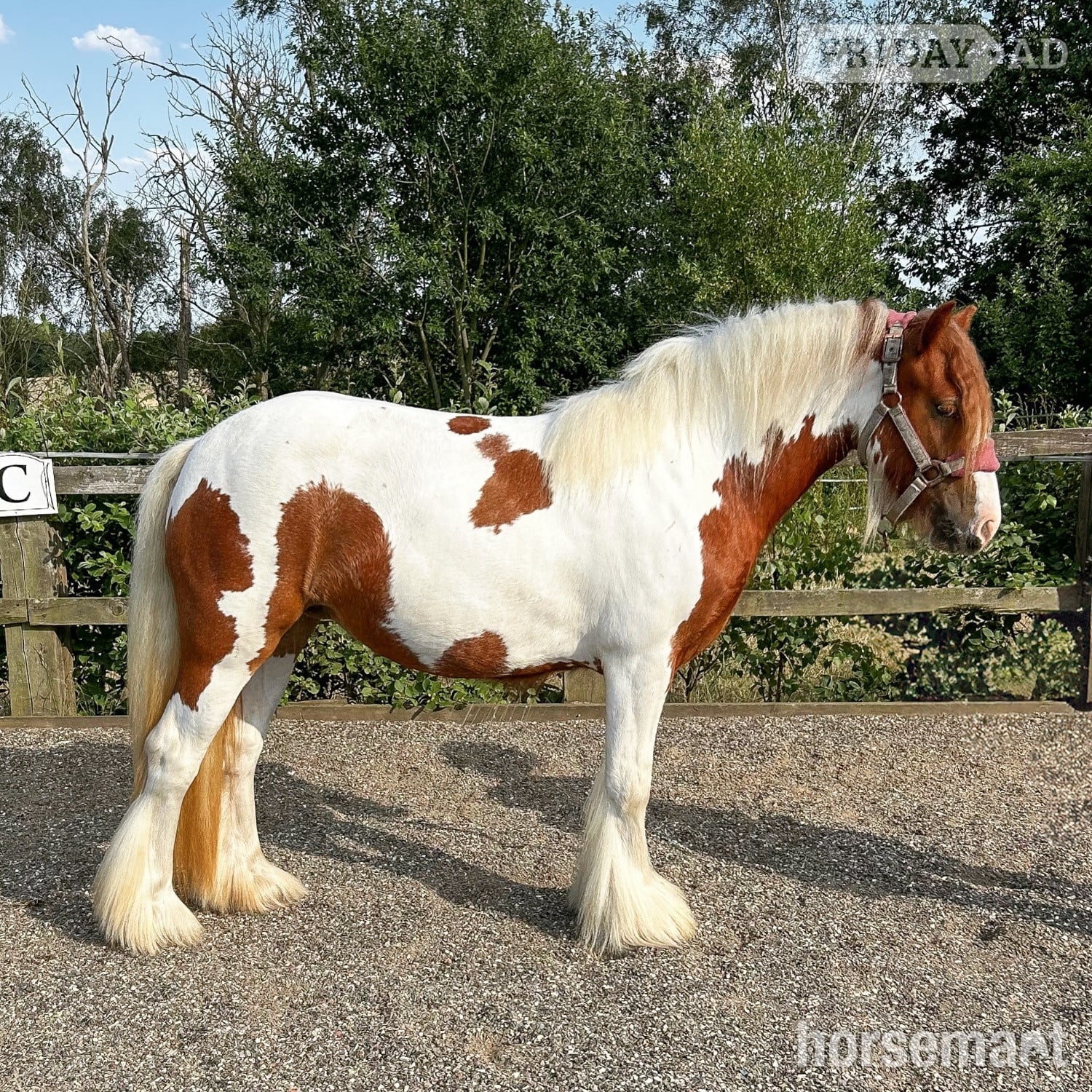 "Gingerbread" Tobiano Filly Cob/Heavy Horse - Horses in Emley Moor