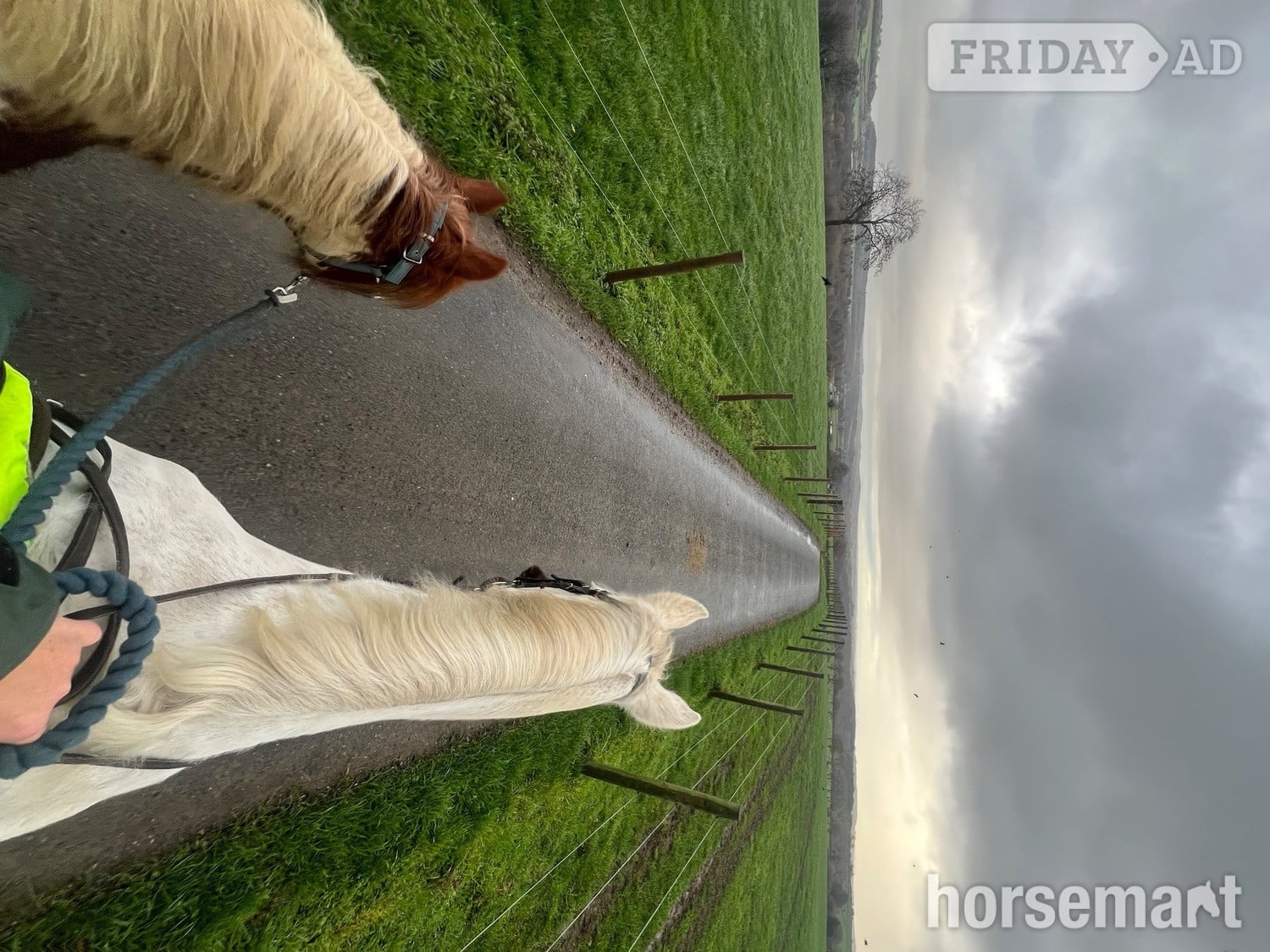 "Gingerbread" Tobiano Filly Cob/Heavy Horse - Horses