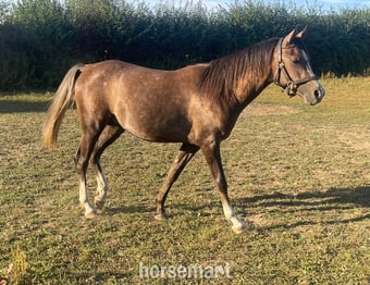 "Sadalmalik" Grey Colt Youngstock / Foal