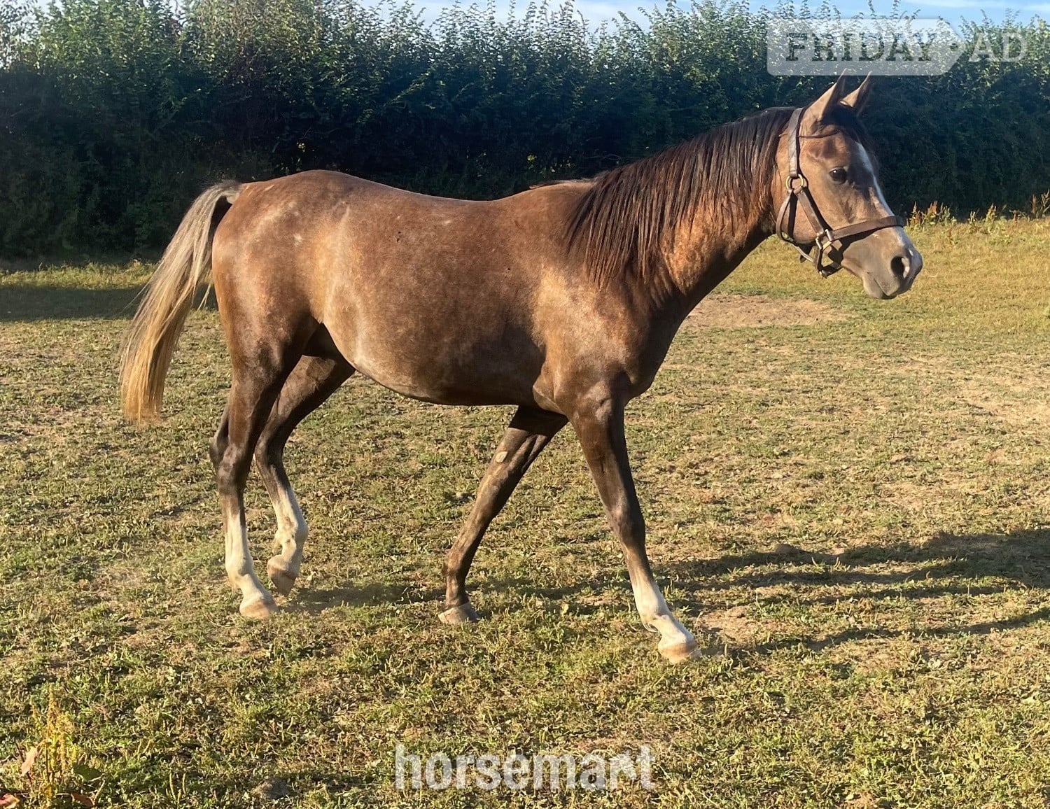"Sadalmalik" Grey Colt Youngstock / Foal in Bridport