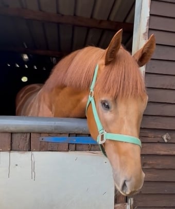 "Gorgeous " Chestnut Colt Ex Racehorse