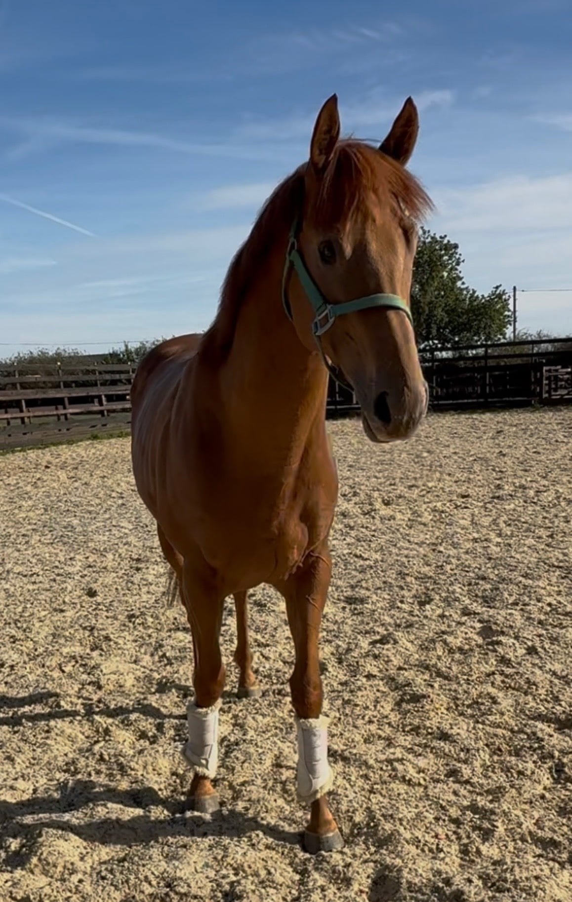 "Gorgeous " Chestnut Colt Ex Racehorse