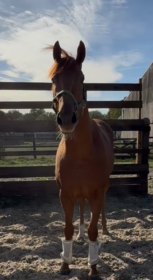 Newbury "Gorgeous " Chestnut Colt Ex Racehorse