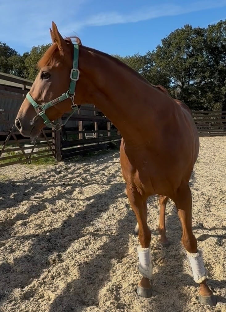 "Gorgeous " Chestnut Colt Ex Racehorse - Horses in Newbury
