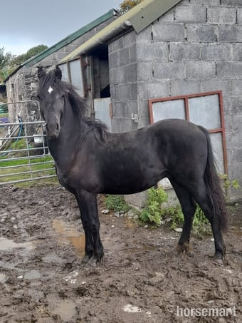 "Dyffryn Cothi Griff" Black Colt Cob/Heavy Horse