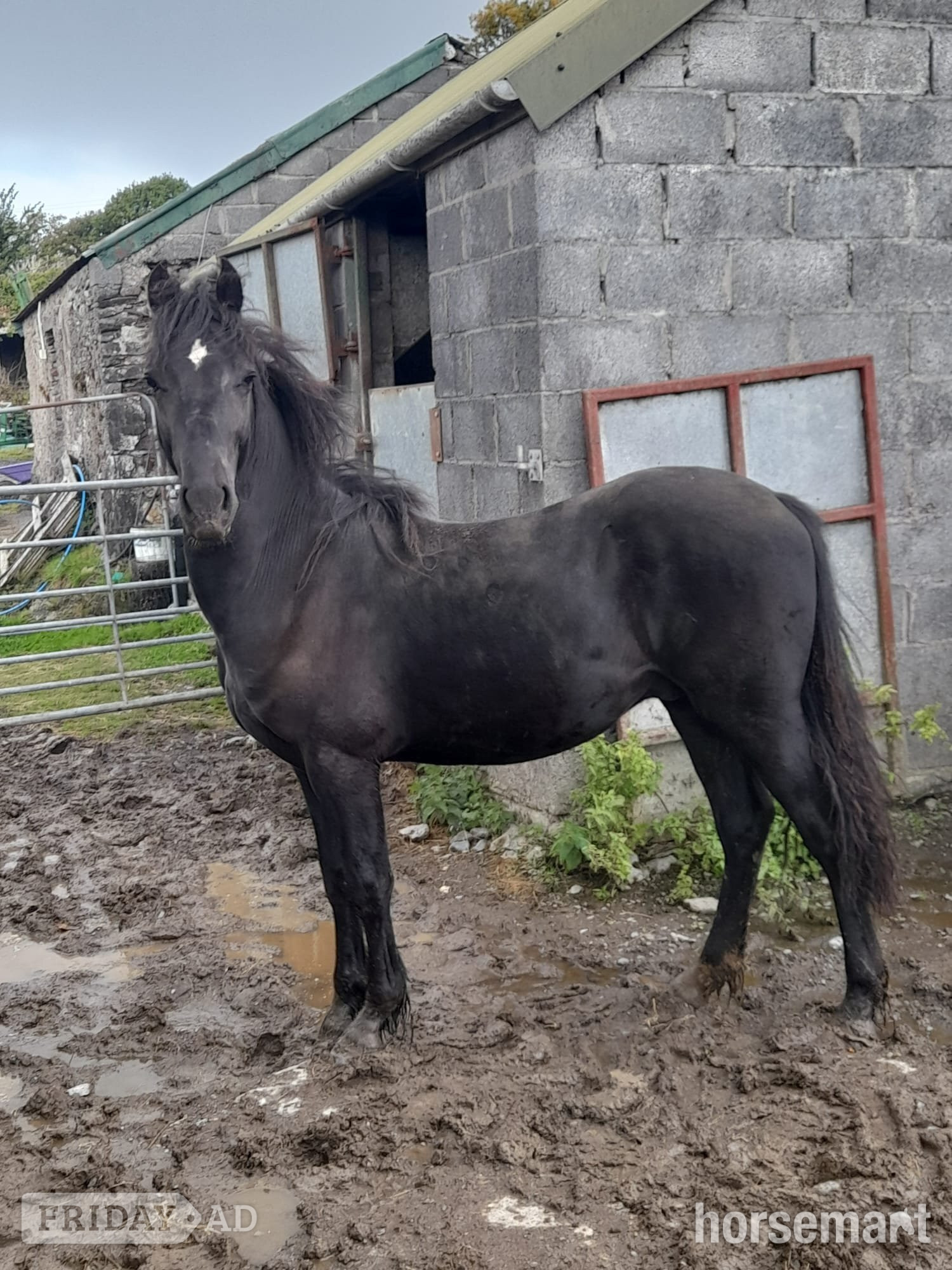 "Dyffryn Cothi Griff" Black Colt Cob/Heavy Horse in Carmarthen