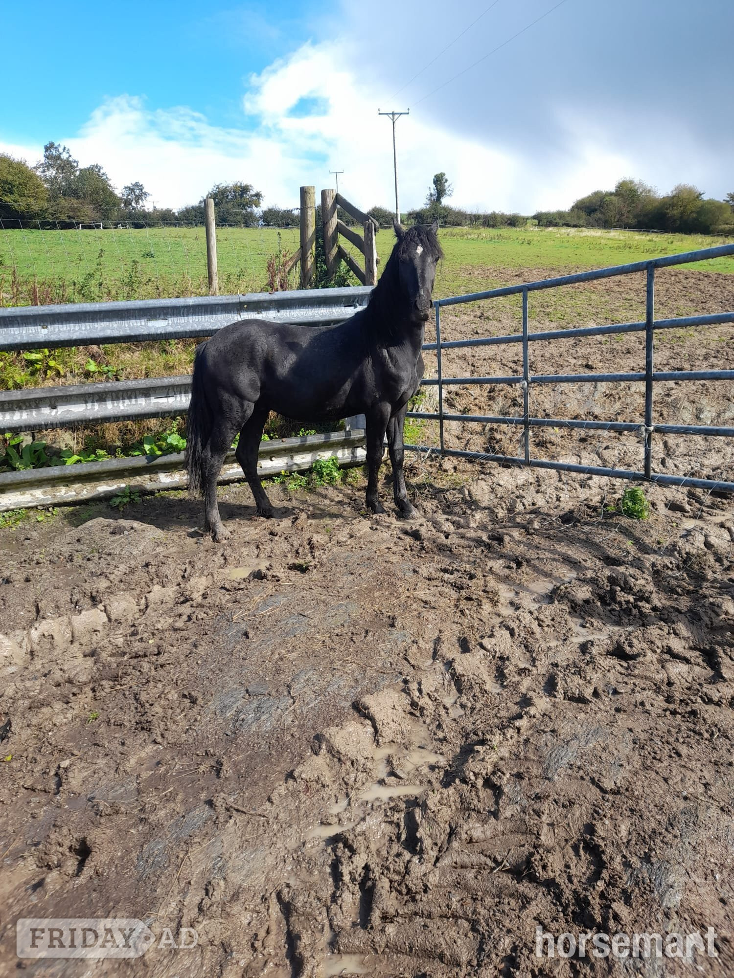 "Dyffryn Cothi Griff" Black Colt Cob/Heavy Horse
