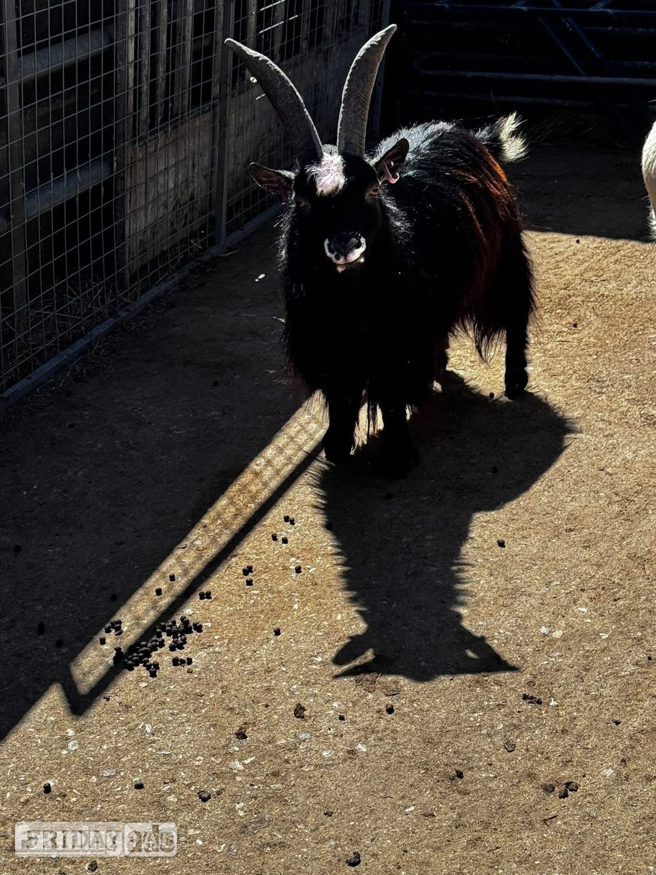 For sale: Male pygmy goat 1-year-old long-haired male pygmy goat in Pilsley