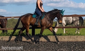 "Dernier Souffle " Bay Gelding All Rounder