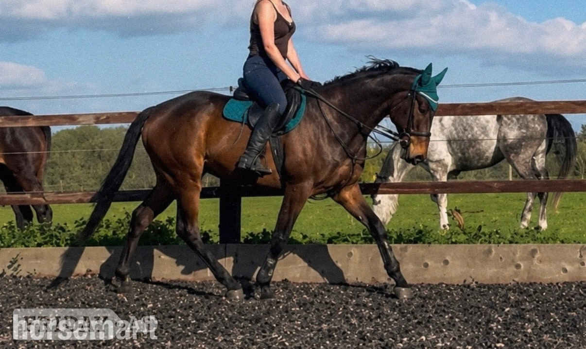 "Dernier Souffle " Bay Gelding All Rounder in Great Witley