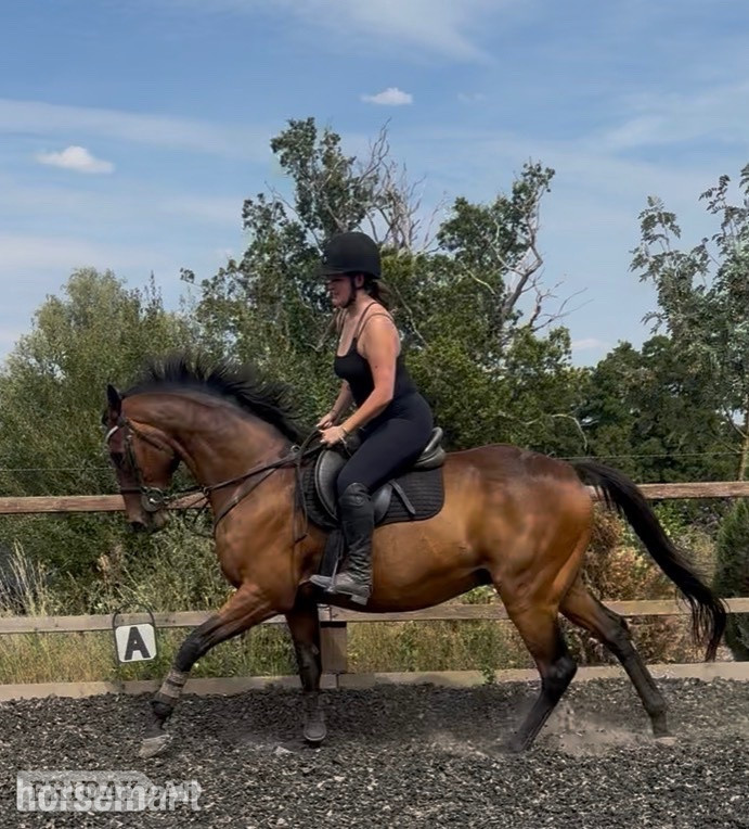 Great Witley "Dernier Souffle " Bay Gelding All Rounder